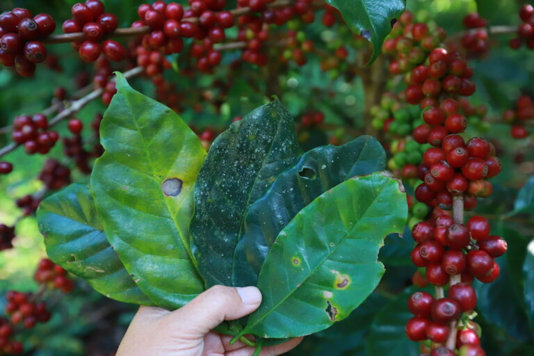 Cercosporiose no café: o que você precisa saber