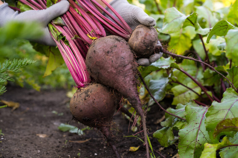 Como cultivar beterraba com sucesso?