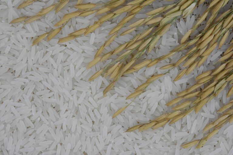 Nova cultivar de arroz irrigado promete alta produtividade com destaque para culinária