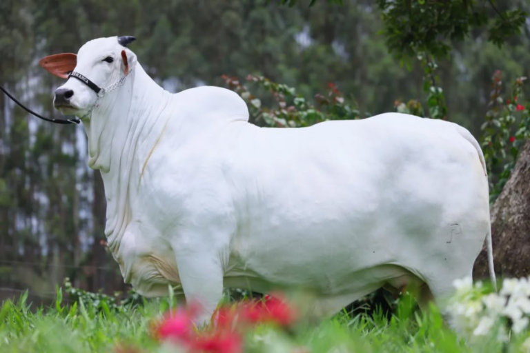 Como uma vaca pode valer R$ 24 milhões?