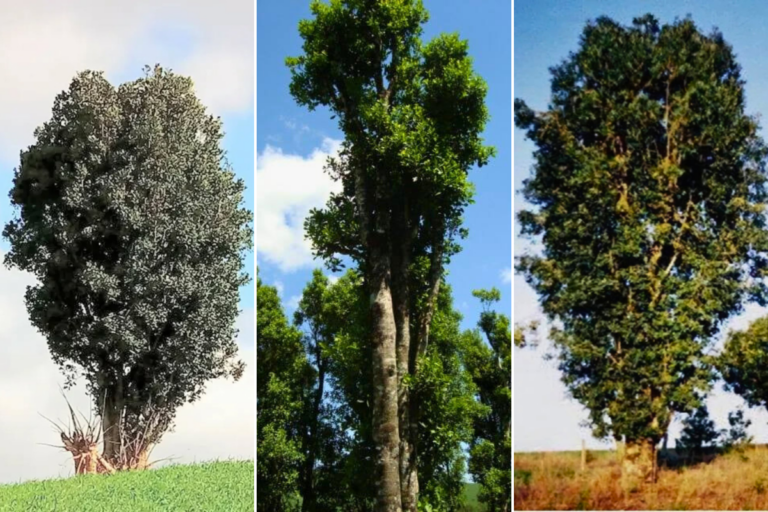 Concurso vai escolher as árvores gigantes de erva-mate do RS