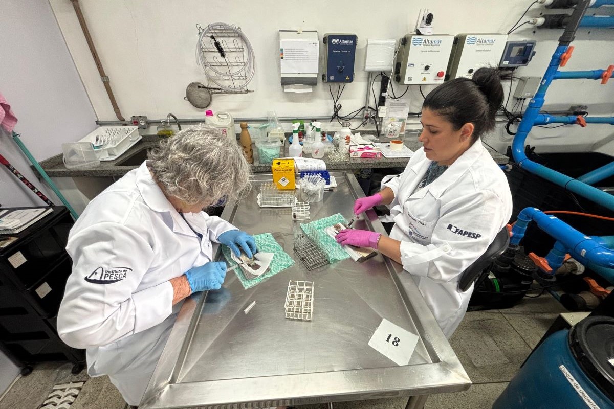Pesquisas em São Paulo podem reduzir impactos econômicos do vírus. Foto: Instituto de Pesca/Divulgação