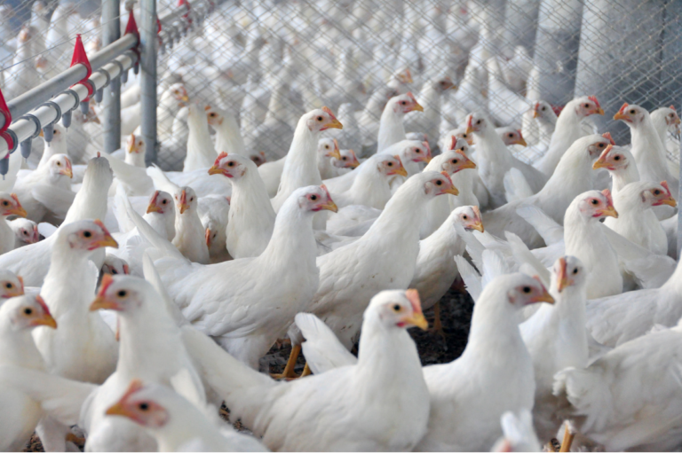 Cepea: carnes sofrem pressão e perda de competitividade