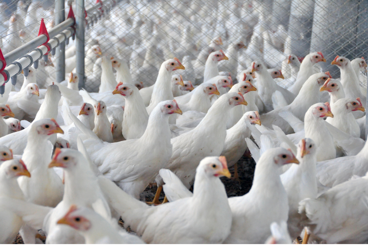 Poder de compra dos criadores de frango paulistas frente ao milho caiu. Foto: Lucas Scherer Cardoso/Embrapa
