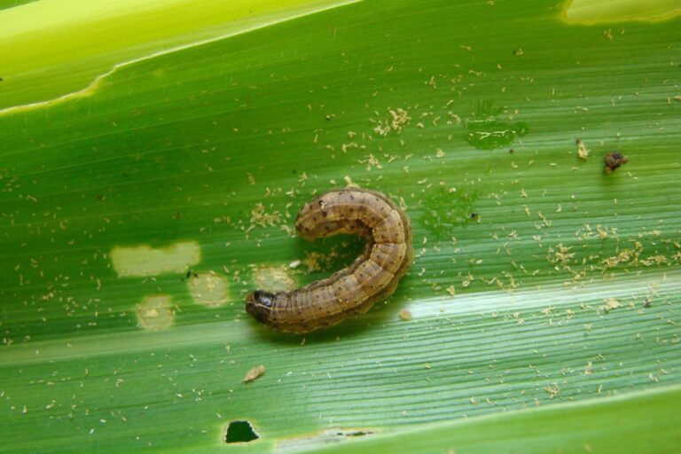 Lagarta-do-cartucho: novo bioinseticida da Embrapa promete 85% de controle 