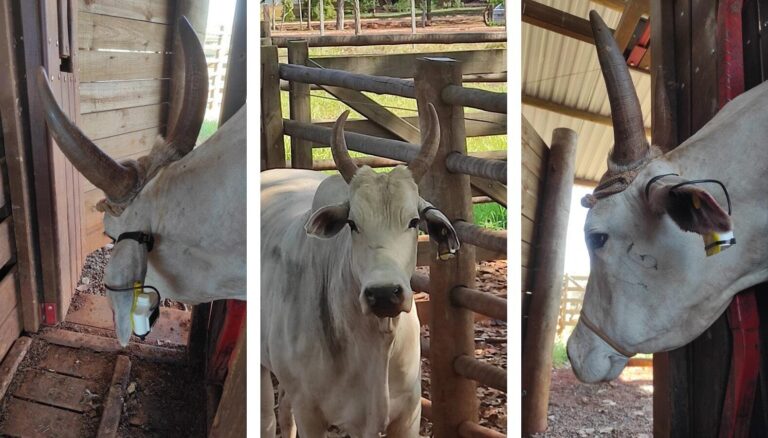 Sistema de monitoramento remoto aprimora rastreabilidade bovina no campo