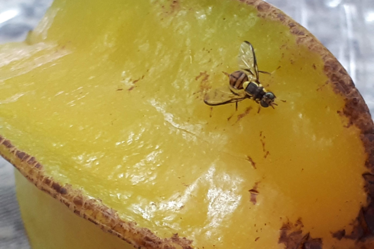 Mapa cria subprograma para combate e vigilância da mosca-da-carambola