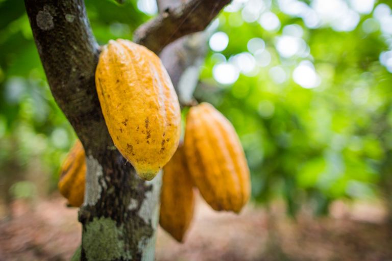 Novo Fiagro financiará agricultura familiar do cacau em modelo que mescla capital público e privado