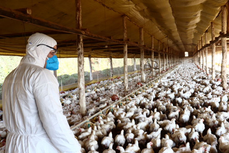 China e Chile seguem fechados para o frango do RS, mas setor vê avanço nas negociações