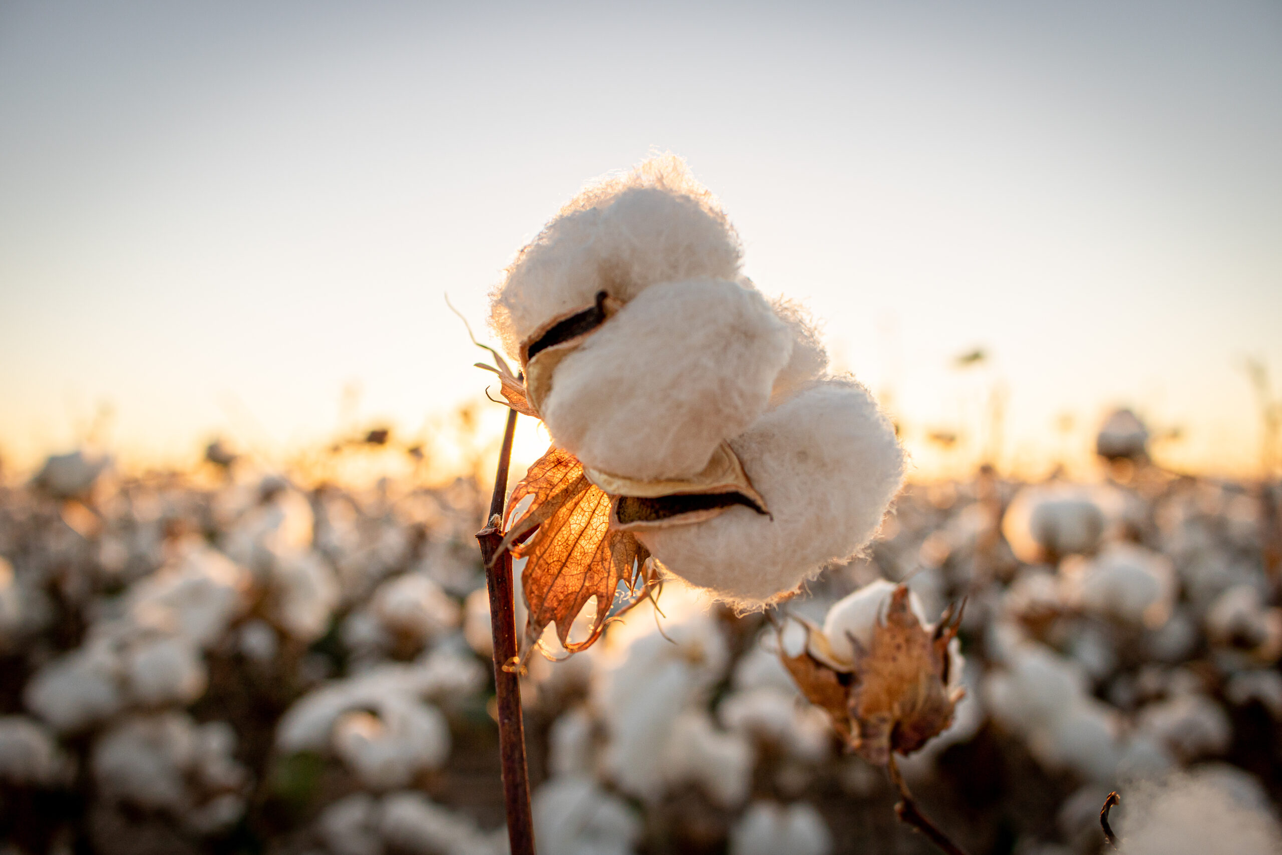 Algodão importado dos EUA foi um dos produtos que tiveram retaliação da China - Foto: Adobe Stock