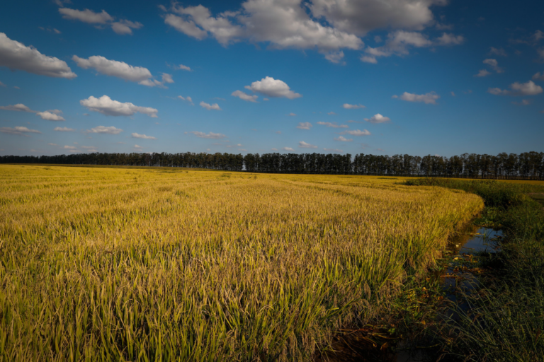 Arroz: importação em fevereiro atinge maior volume em oito anos