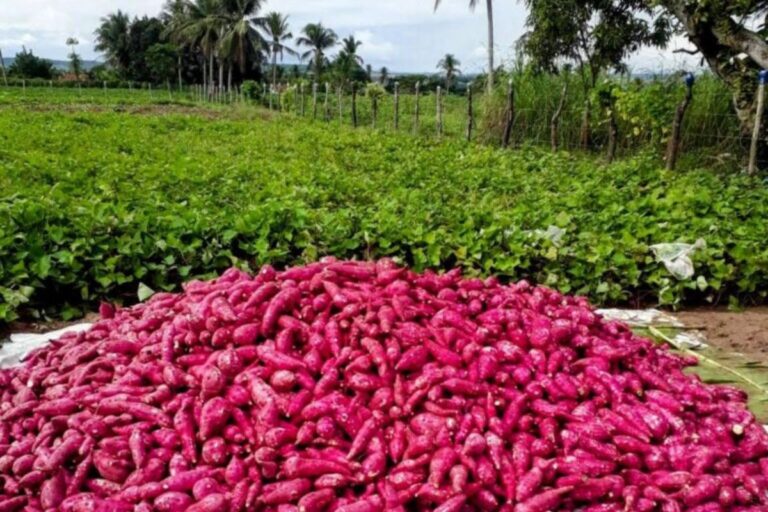 Sergipe implementa agricultura regenerativa para batata-doce