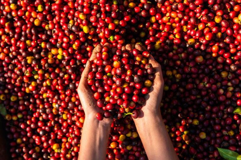 IEA-Apta: agronegócio paulista fatura 15% menos com exportações em janeiro