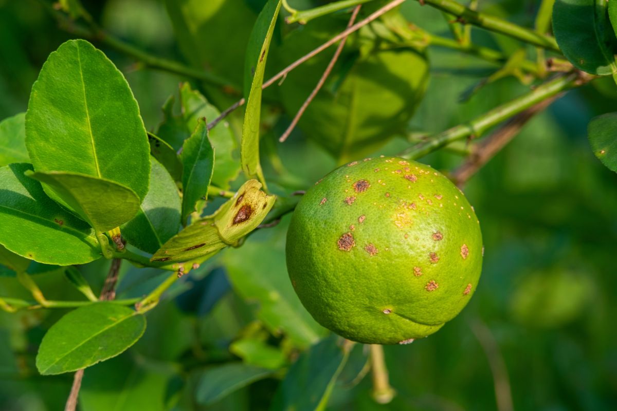 Foto: Adobe Stock