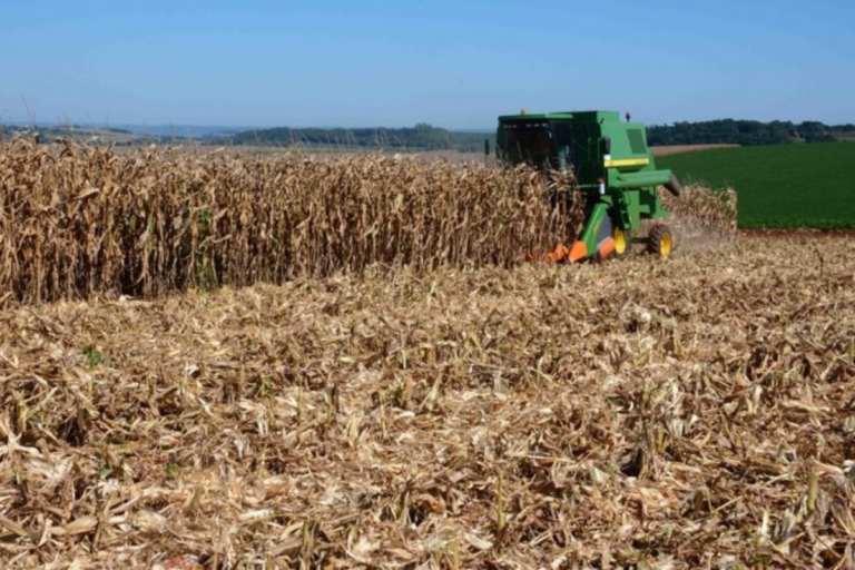 Paraná: milho 1ª safra terá recorde de produtividade