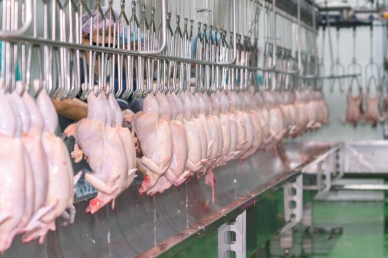 Gripe aviária: México e Reino Unido retomam importação de frango do RS