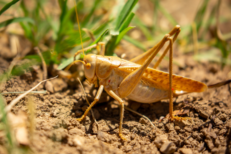 Qual o impacto do gafanhoto na agricultura?