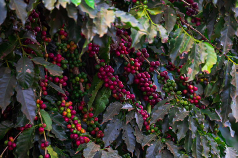 Exportação de café bate recorde de receita com R$ 6,86 bi em fevereiro