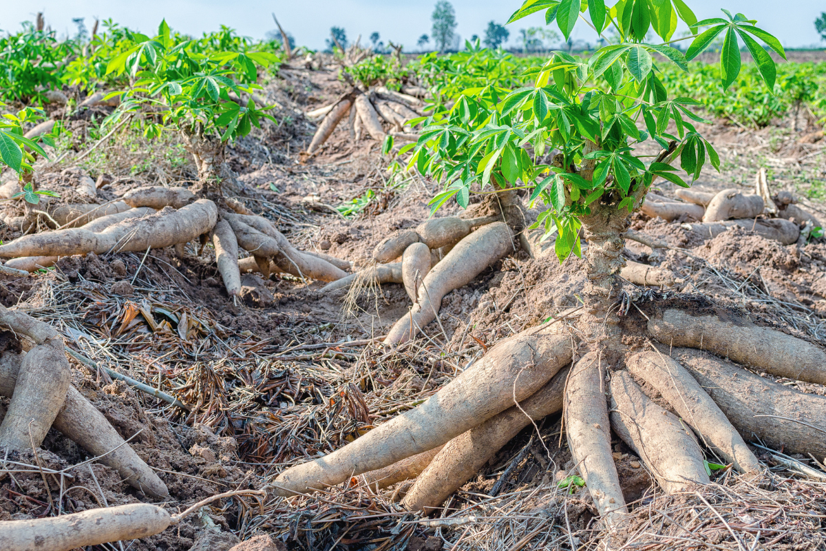 Foto: Adobe Stock