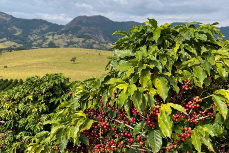 Mapa dos Sabores: o café que conta histórias