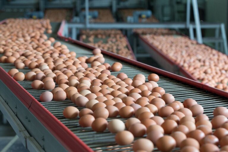 Exportações brasileiras de ovos aumentam 57,5% em fevereiro