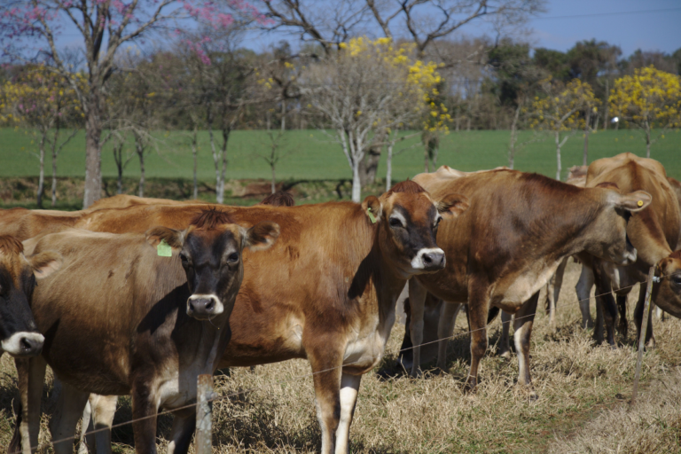Paraná: Programa Pecuária Moderna é reestruturado para impulsionar setor