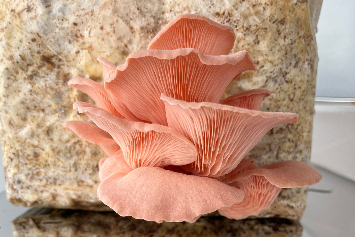 Pleurotus djamor, conhecido como cogumelo-salmão. Foto: IFungiLab/Divulgação