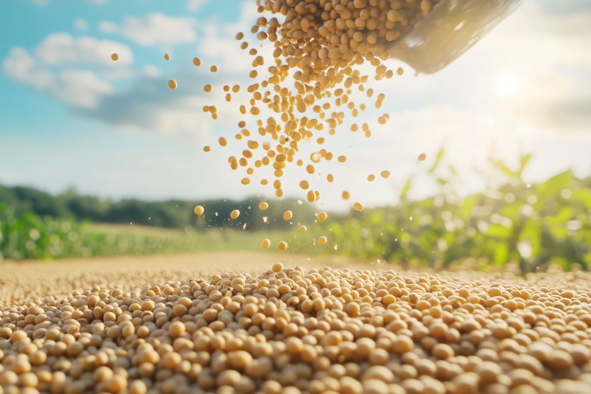 Vencimentos da soja para março e maio caíram abaixo dos US$ 10,00 por bushel - Foto: Adobe Stock