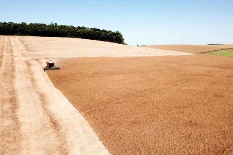 RS: colheita de soja avança para 11% com rendimento desigual