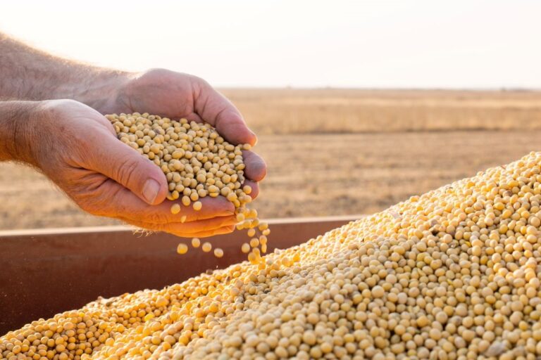 Vendas de soja da safra 2024/25 pelos EUA atingem 352,9 mil t, mostra USDA