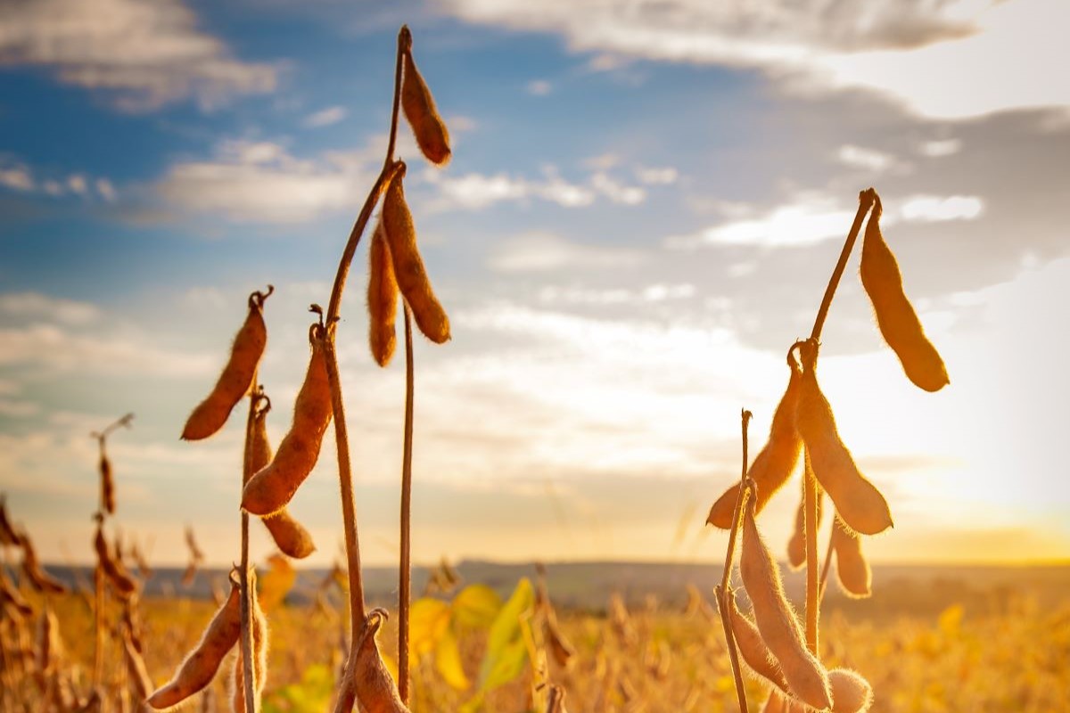 Em áreas com estiagem, colheita da soja foi antecipada - Foto: Adobe Stock