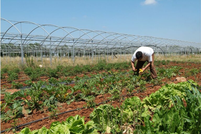 Conab prorroga prazo para agricultores familiares enviarem propostas para PAA