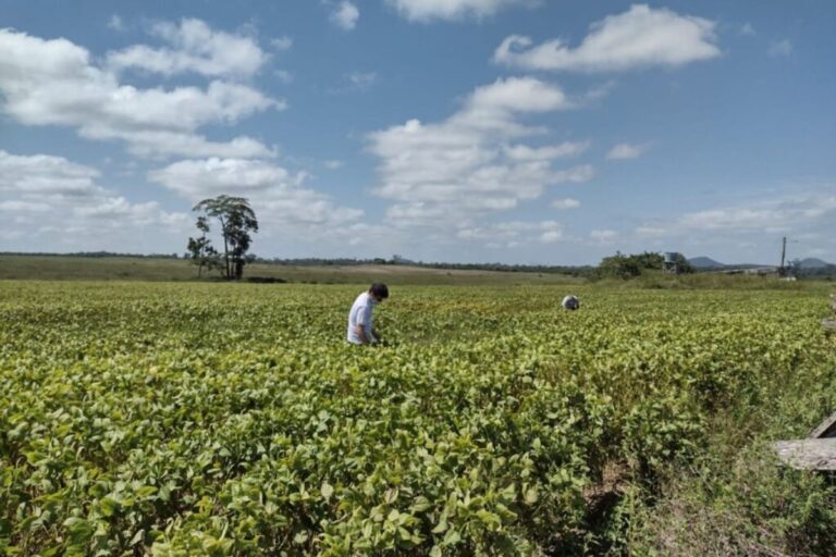 Fim do vazio sanitário: produtores já podem plantar soja em RR