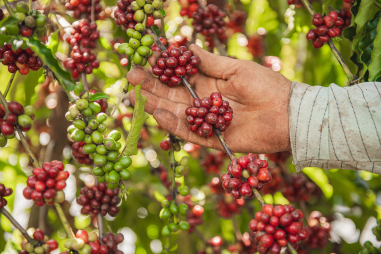 Robusta perde força após recorde no primeiro trimestre