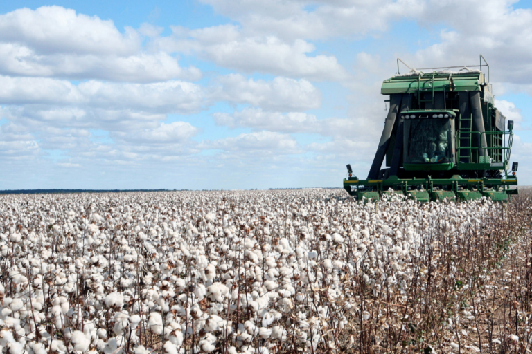Produção global de algodão em 2024/25 deve aumentar 7,1%