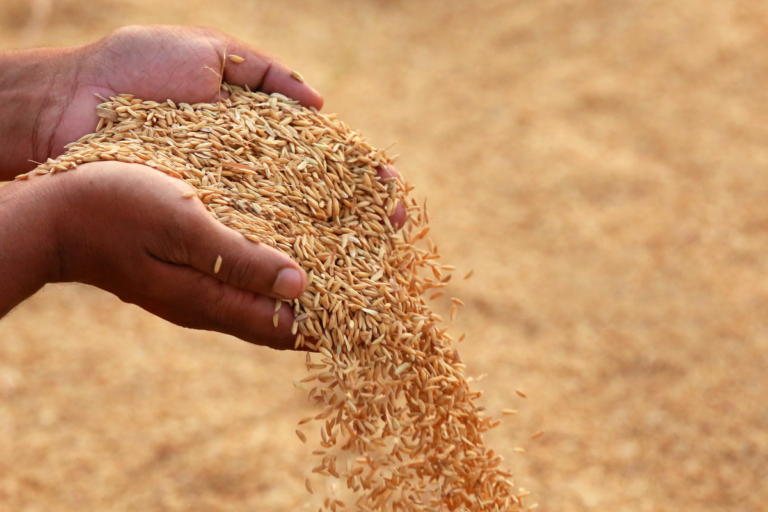 Governo divulga regras do contrato de opção para compra de arroz