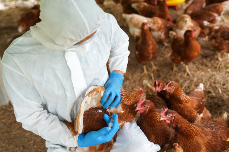 Gripe aviária: Japão suspende importação de frango de 2 cidades brasileiras