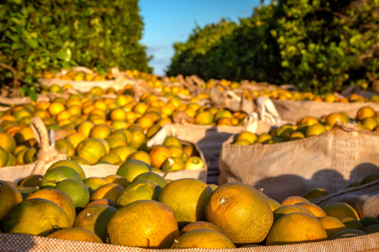 Safra de laranja 24/25 é a segunda menor dos últimos 37 anos