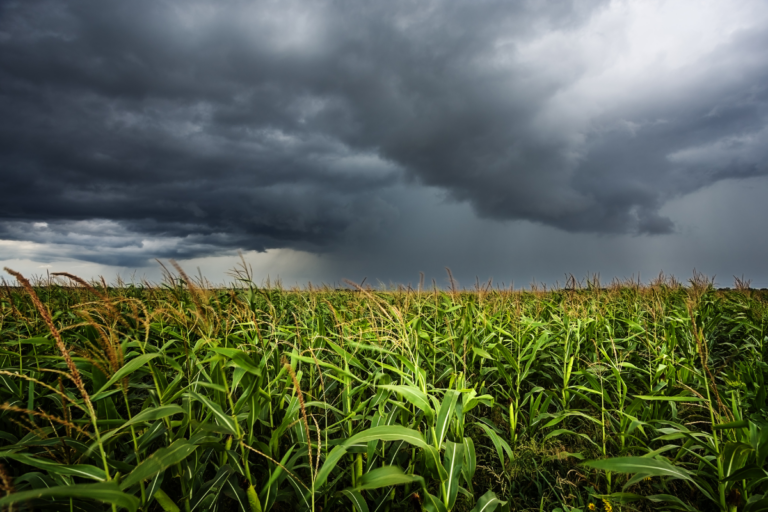 EarthDaily Agro: milho safrinha tem clima favorável no PR e em MS