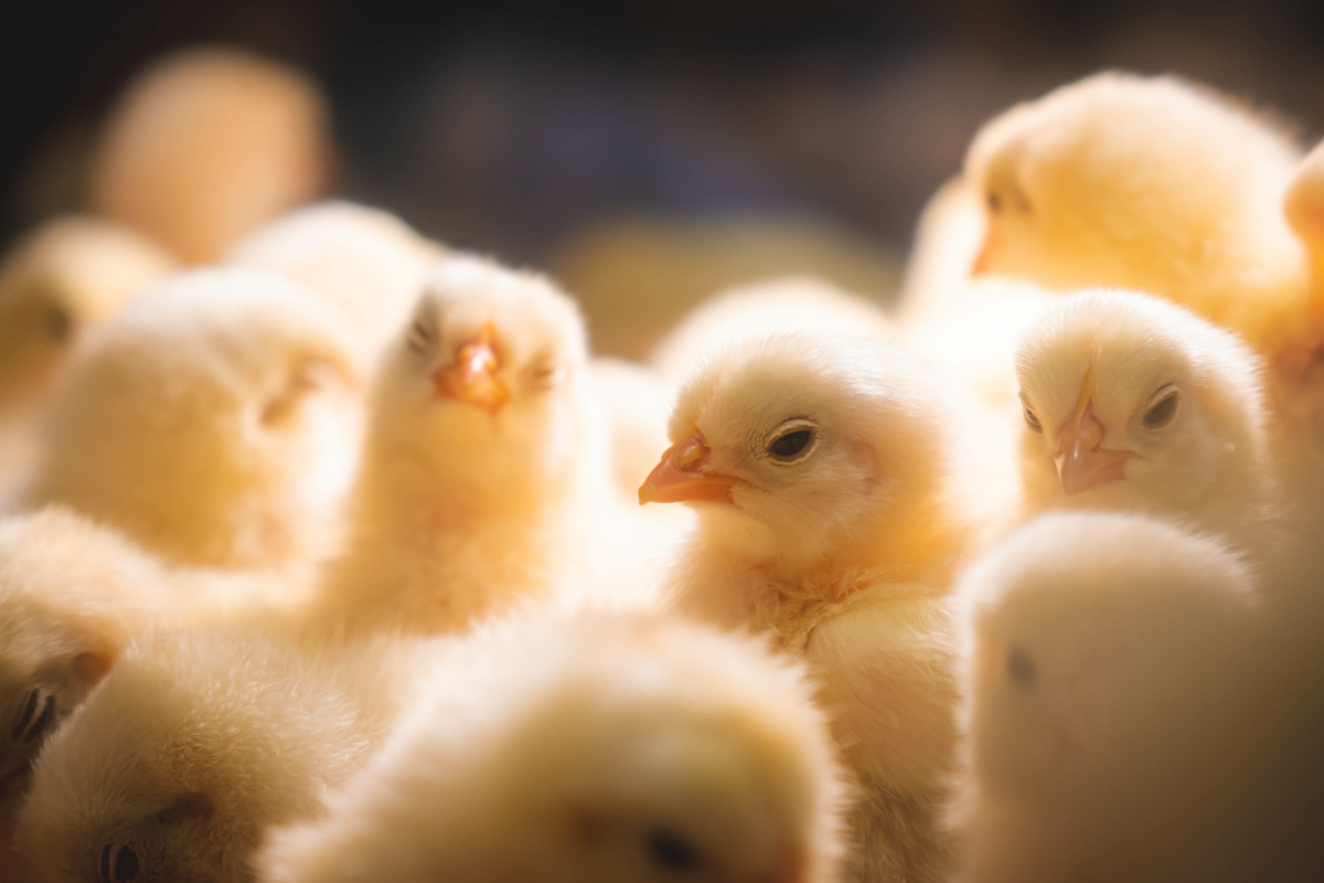 Foto: Adobe Stock