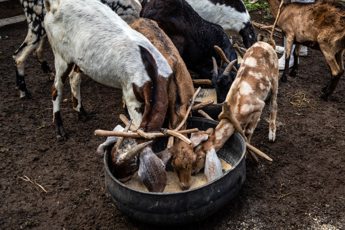 Governo estadual entrego milho para alimentação animal em propriedades afetadas pela seca. Foto: André Frutuôso/Ascom CAR