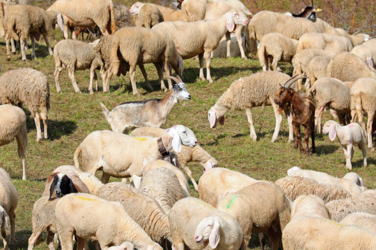 Descubra as diferenças entre caprinos e ovinos