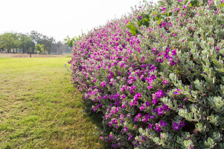 Chuva de prata: saiba como cuidar dessa planta de visual exuberante