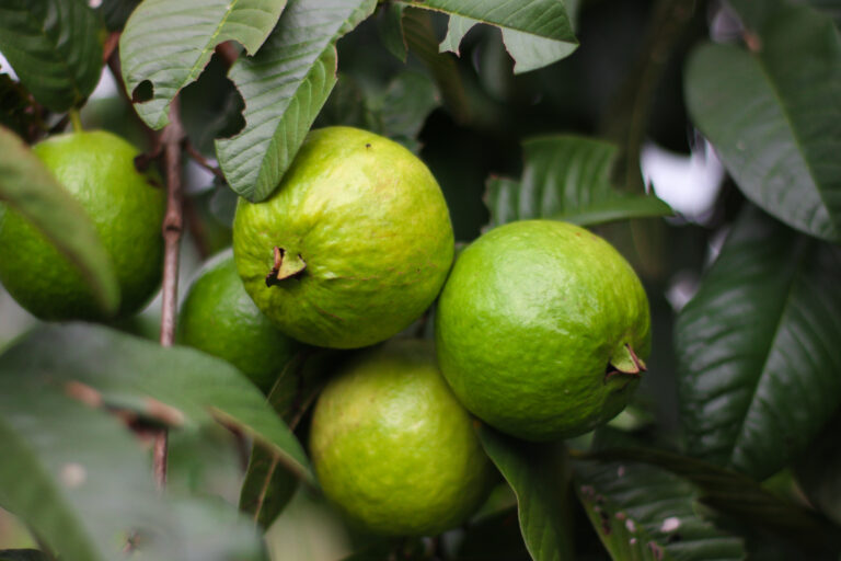 Entenda o processo para cultivar goiaba e ter sucesso na colheita