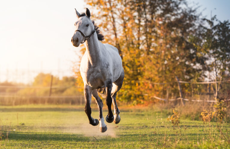 Cavalo árabe: do deserto para sua propriedade rural