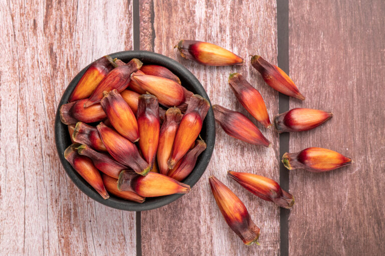 Pinhão: uma semente nutritiva e versátil