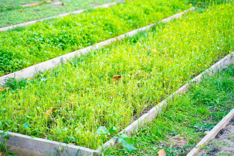 Adubação verde: produtividade e saúde do solo de forma natural