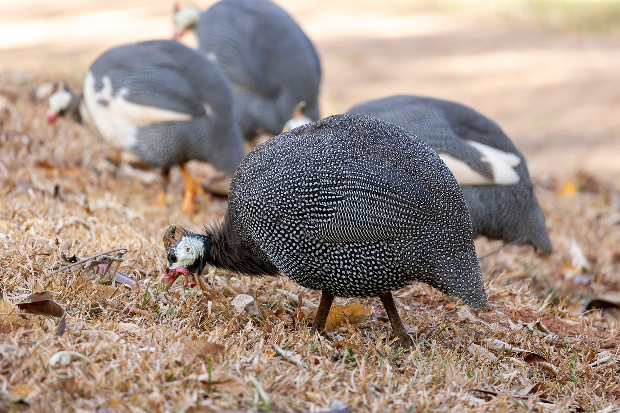 Foto: Adobe Stock
