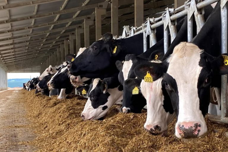 Manejo, raças e produtividade: um raio-x das maiores fazendas leiteiras 
