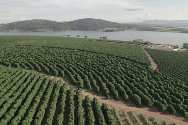 Preços do café caem mais de 20% em junho